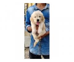 Golden Retriever Pup For Sale in Chennai
