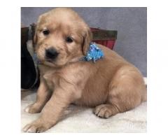 Dark Golden Retriever Puppies For Sale in Chennai