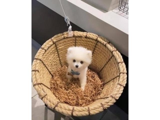 Mini Pomeranian Puppy for sale in Coimbatore