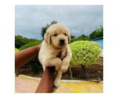 Top Quality Golden Retriever Male Pup for Sale in Pune