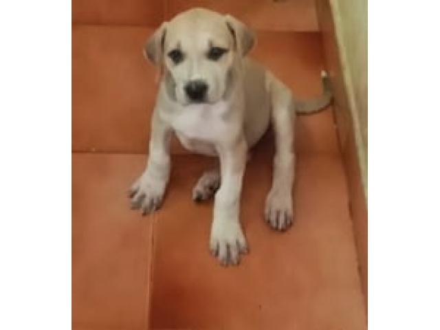 Bully Kutta Puppies available for Sale in Bangalore