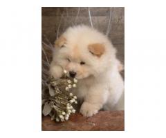 Chow Chow Puppies For Sale in Chandigarh