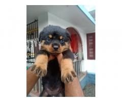 Female Rottweiler Puppy available for sale in Chennai