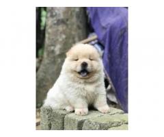 Chow Chow Puppies For Sale