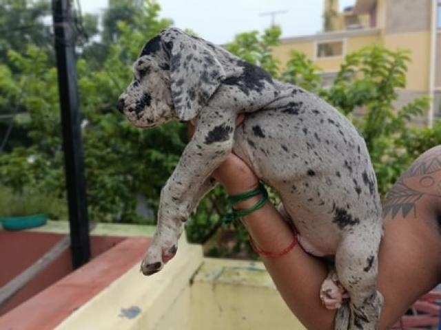 European Great Dane Puppies for Sale in Chennai