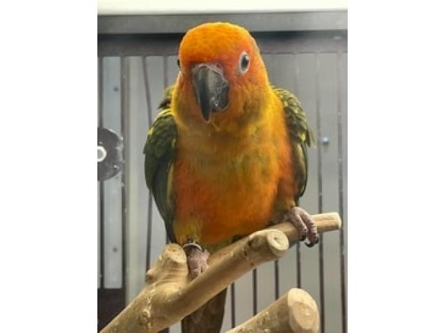 Tamed Sun Conure Bird For sale in Trichy