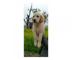 Female Golden Retriever Puppy For Sale in Ludhiana