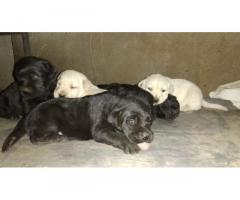 Labrador Puppies heavy size available in Madurai