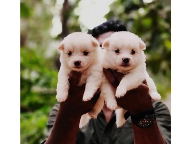 Toy Pomeranian Puppies for Sale in Ambattur