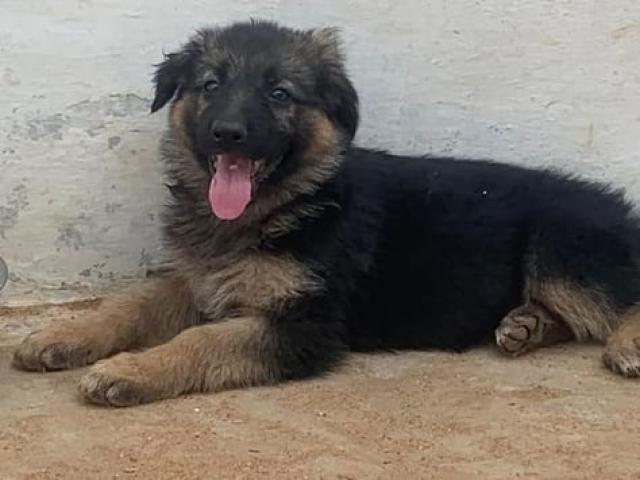 Male German Shepherd Puppy for sale in Dharapuram