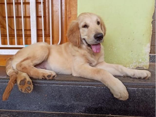 Golden Retriever Pup for Sale in Coimbatore