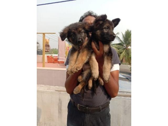 GSD long coat puppy for sale in Coimbatore
