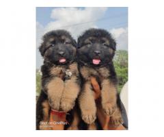 German shepherd puppies for sale in chennai