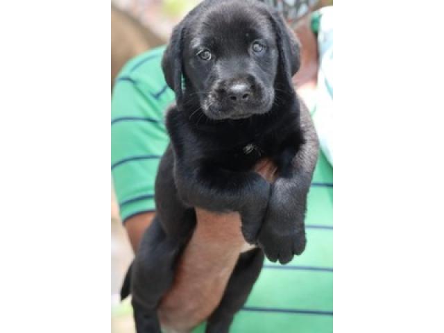 Black Labrador Puppy female available