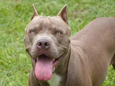 Pit bull Dog Breed Profile