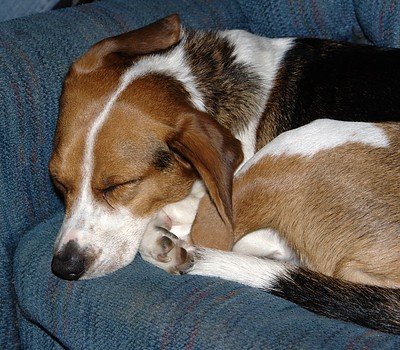 sleeping dog