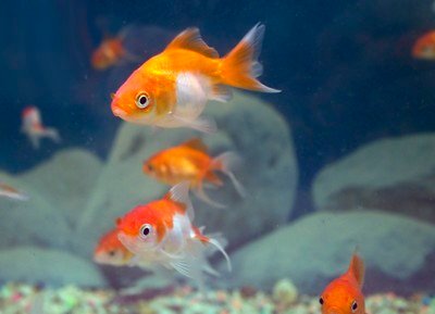 A Comprehensive Guide to Aquarium Fish Keeping