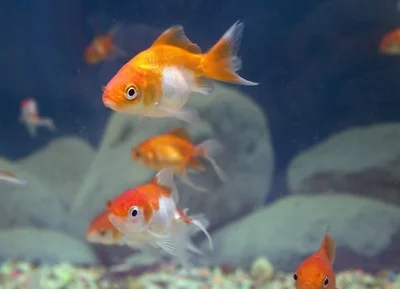 A Comprehensive Guide to Aquarium Fish Keeping
