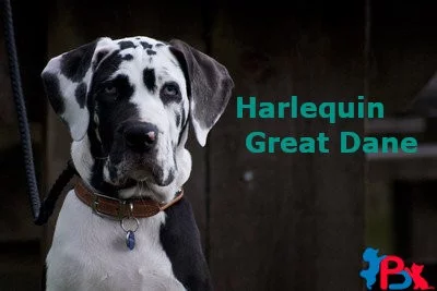 Harlequin Great Dane – The Amazing Great Dane