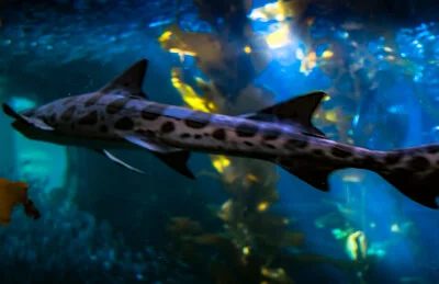 aquarium shark