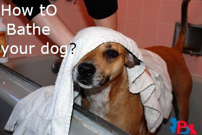 How to Bathe a dog the Right Way