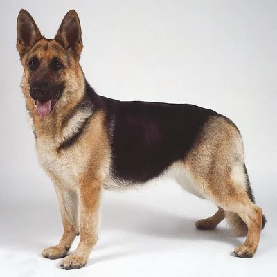german shepherd