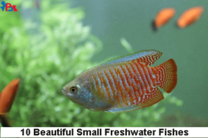 Read more about the article 10 Beautiful Small Freshwater Fishes for Small Aquarium