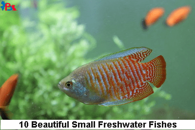 small fresh water fish