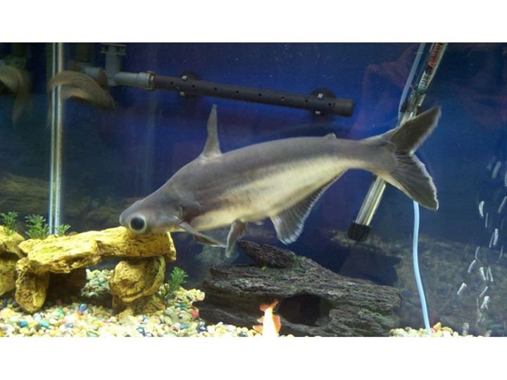 Iridescent aquarium shark