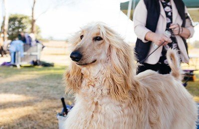 big dog afghan hound
