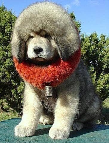 big tibetan mastiff dog