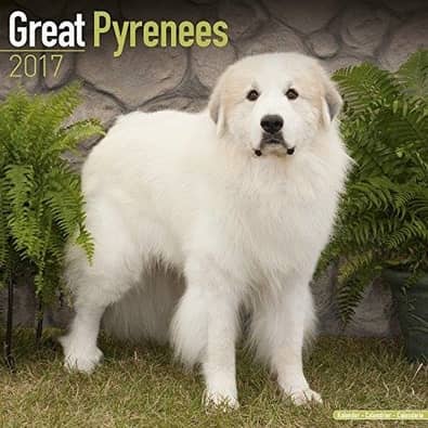 big great pyrenees dog