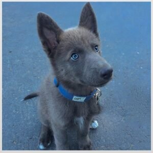 Blue Bay Shepherd Dog Breed Information | PetButty