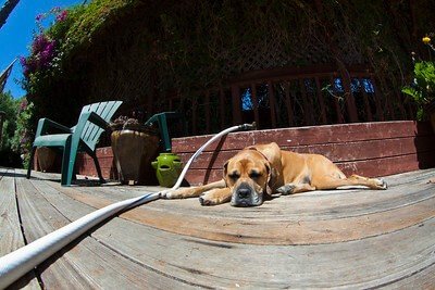 big dog, boerboel