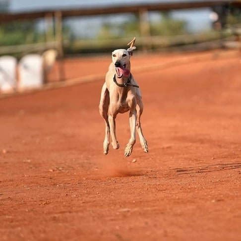 chippiparai indian dog breed