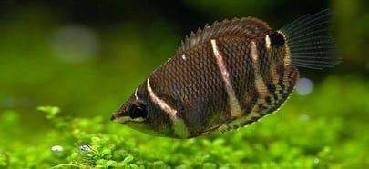 chocolate gourami