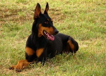 doberman dog