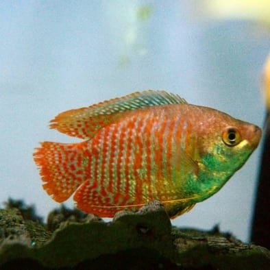 dwarf gourami