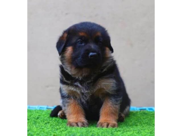 German Shepherd Puppies for sale | PetButty