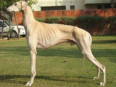 indian dog breeds