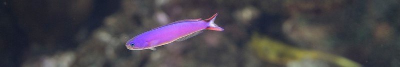 orchid dottyback