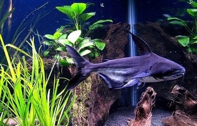 paroon aquarium shark