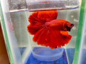 red ohm betta fish