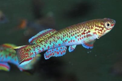 steel blue killifish