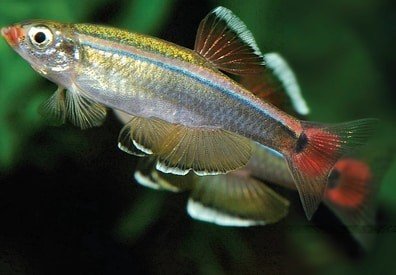 white cloud mountain minnow