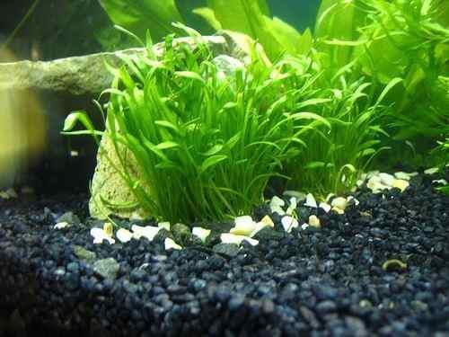 Lilaeopsis brasiliensis