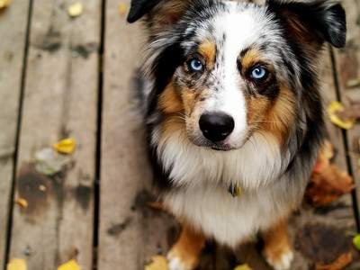 Australian shepherd dog with blue eyes