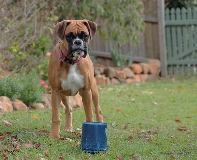 boxer dog