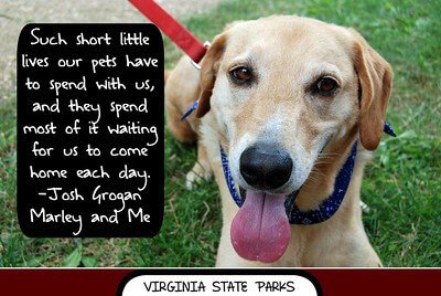 dog quotes