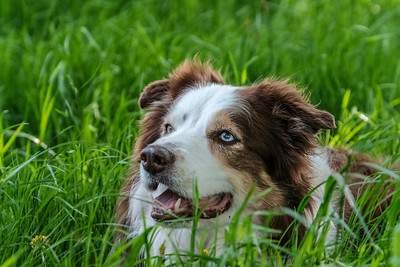 border collie dog with blue eyes